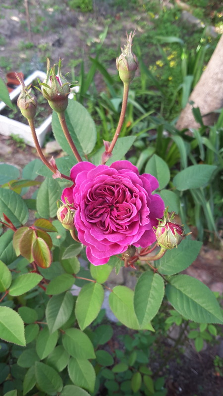 'Petite Renoncule Violette' rose photo