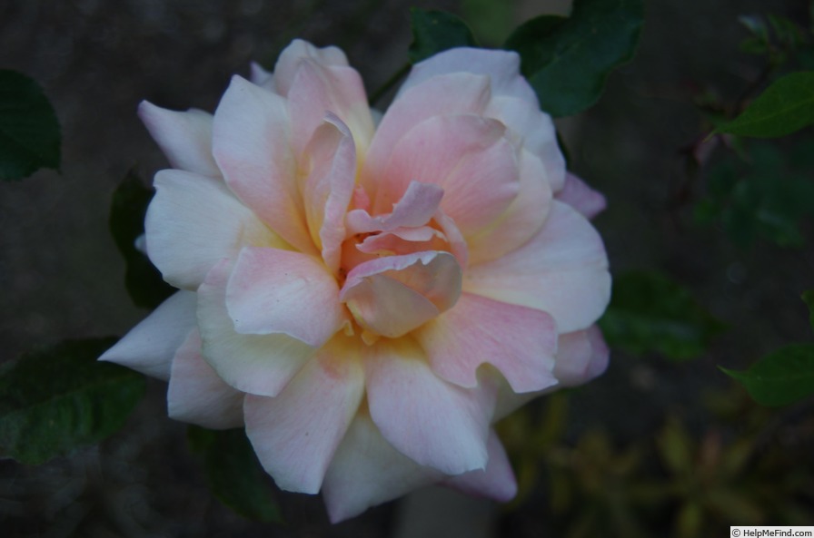 'La Jolla' rose photo