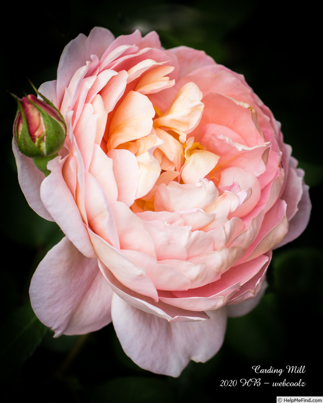 'Carding Mill ™' rose, click to enlarge 'Carding Mill ™' rose photo