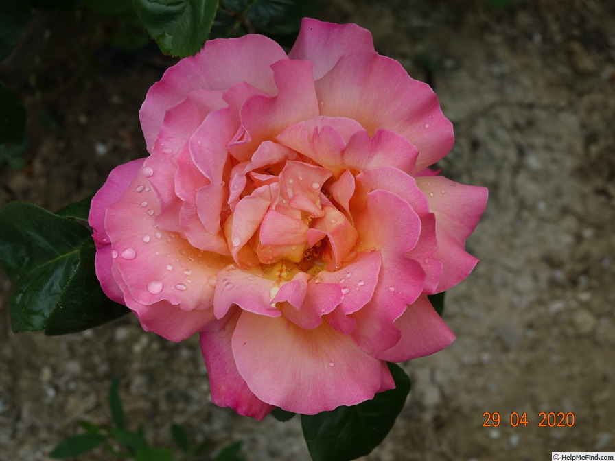 'Chicago Peace' rose photo