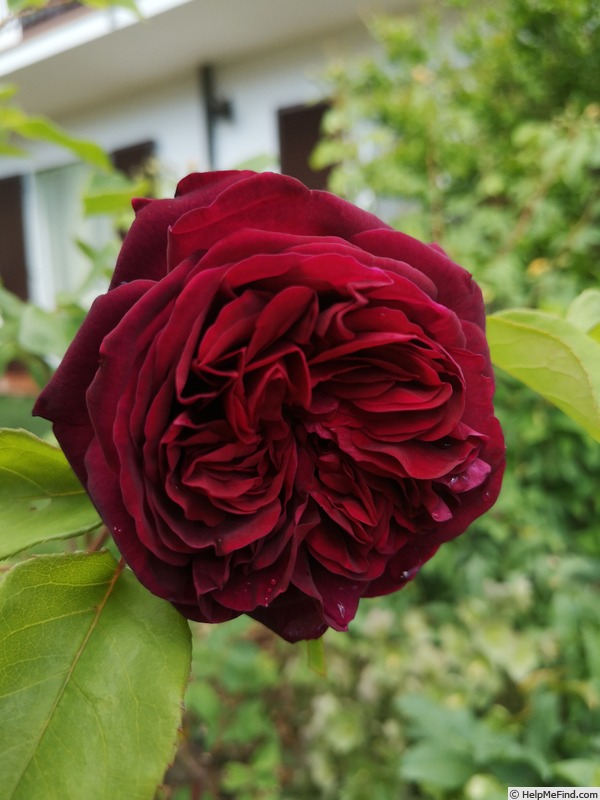 'The Prince ®' rose photo