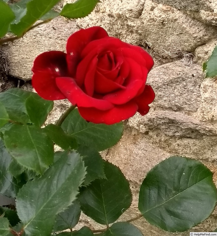 'Perle Noire ®' rose photo