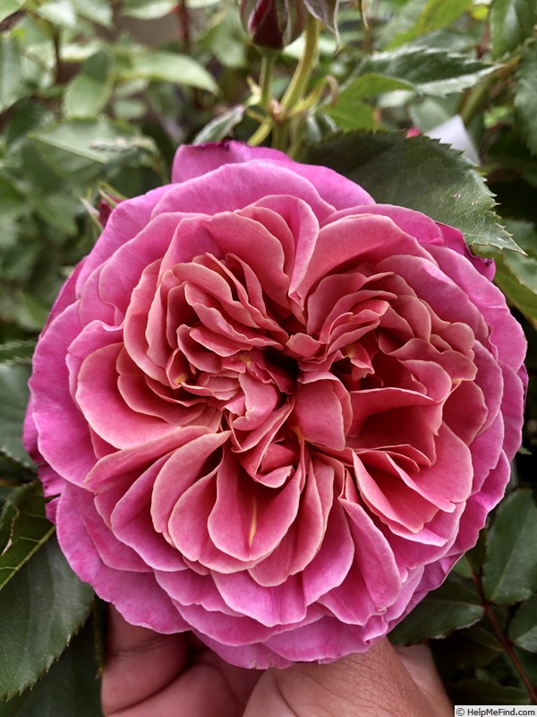 'Queen of Elegance ™' rose photo