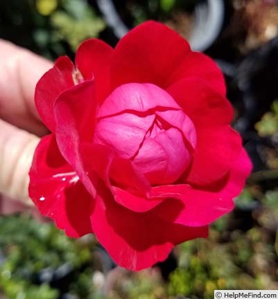 'ADT1' rose photo