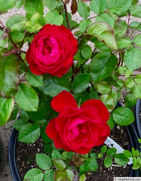 'ADT1' rose photo