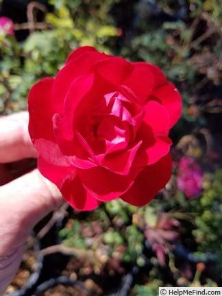 'ADT1' rose photo