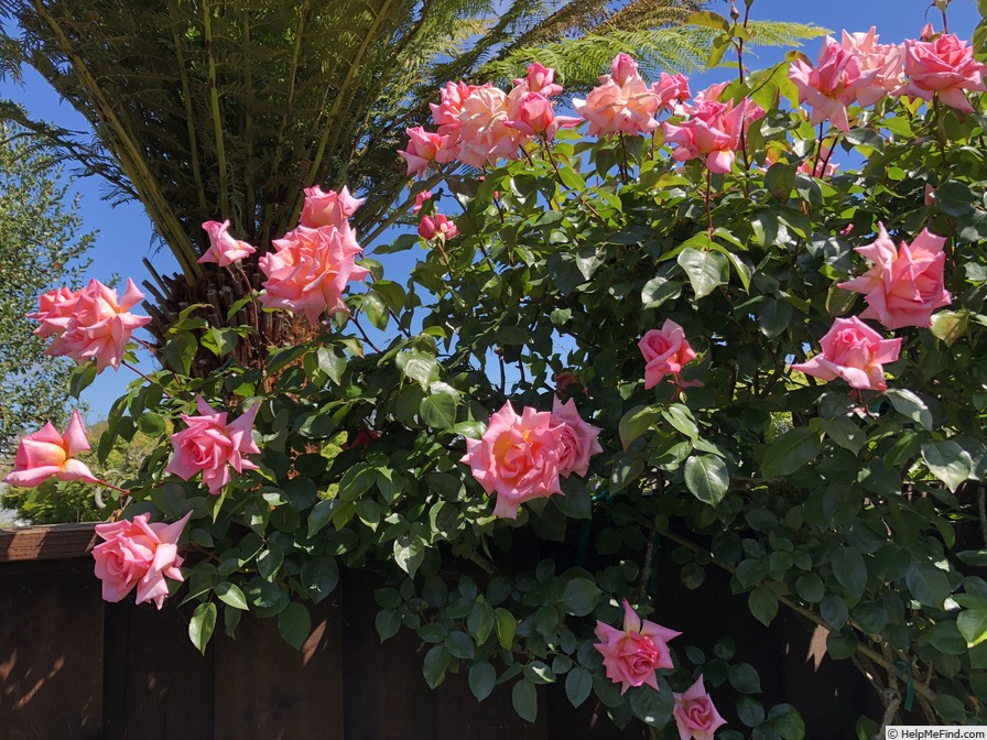 'Compassion ® (Large-Flowered Climber Harkness, 1972)' rose, click to enlarge 'Compassion ® (Large-Flowered Climber Harkness, 1972)' rose photo