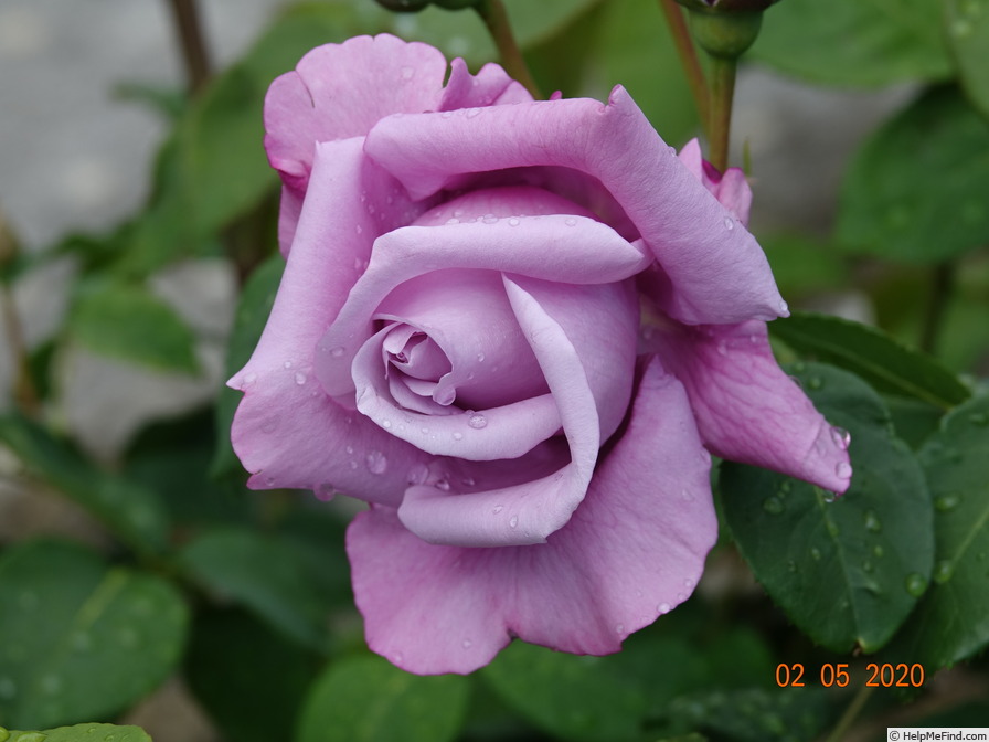 'Charles de Gaulle ®' rose photo