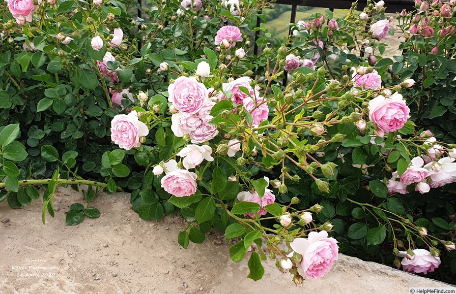 'Jasmina ™ (LCl, Kordes, 1996)' rose photo