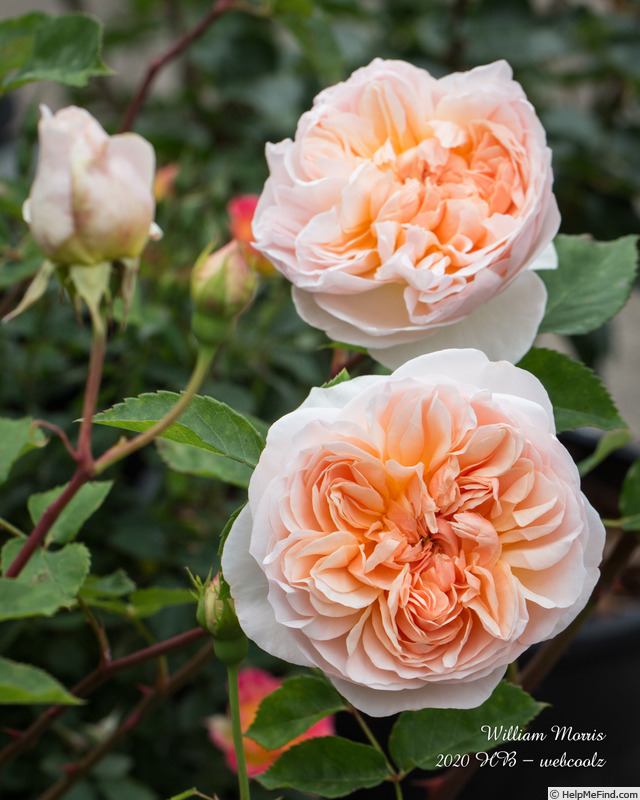 'William Morris' rose photo