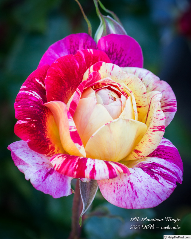 'All American Magic ™' rose photo