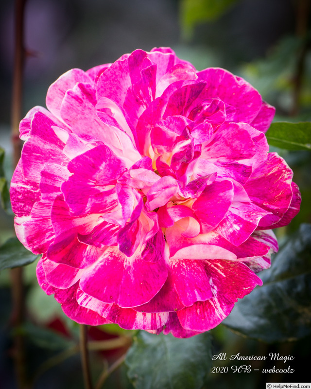 'All American Magic ™' rose photo