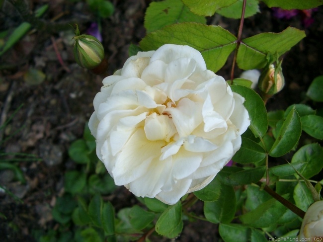 'J.P. Connell' rose photo