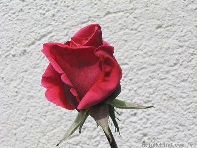 'Soraya, Cl. ®' rose photo