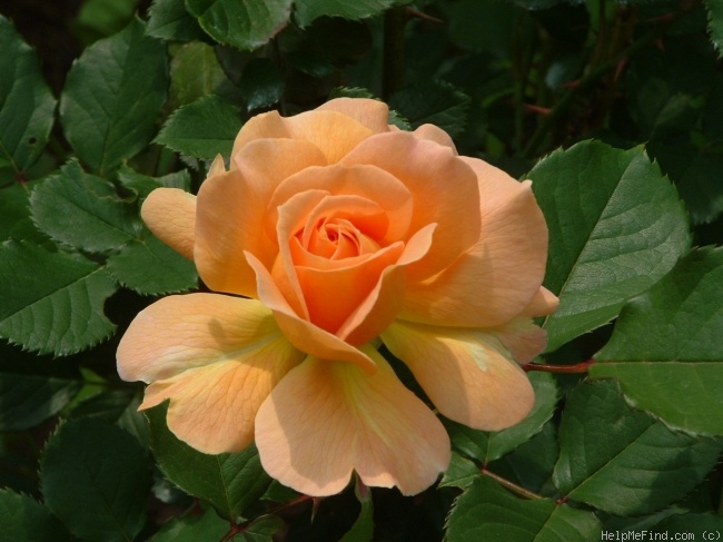 'Honey Perfume ™' rose photo