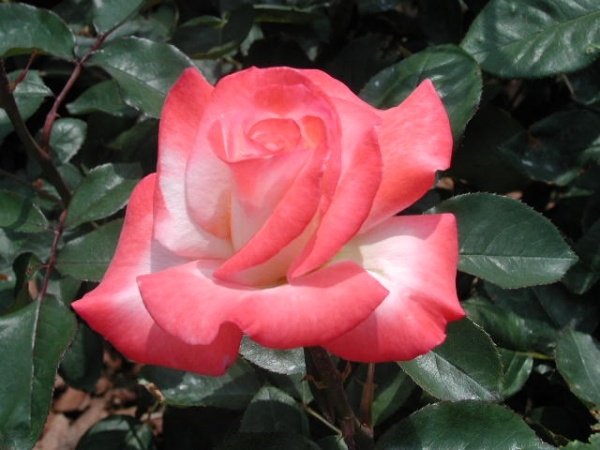 'Wilson Rose Garden'  photo