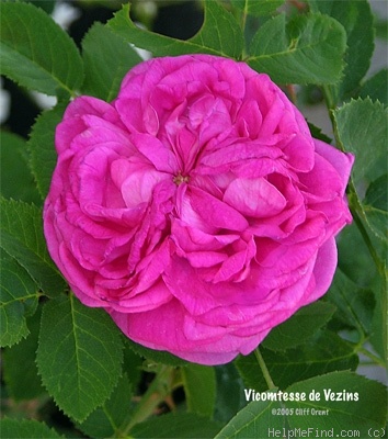 'Vicomtesse de Vezins' rose photo