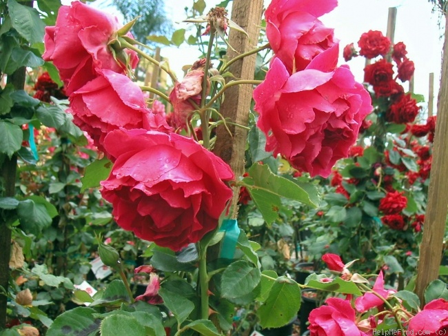 'High Society ™ (climber, Zary, 2001)' rose photo