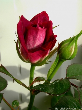 'Purple Sunset' rose photo