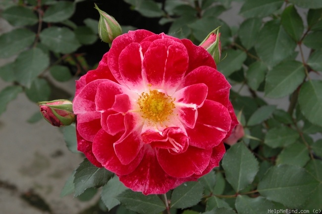 'Cherries 'n' Cream™ (shrub, Zary 2005)' rose photo