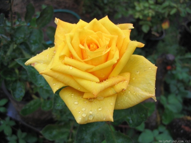 'Canary Diamond ™' rose photo