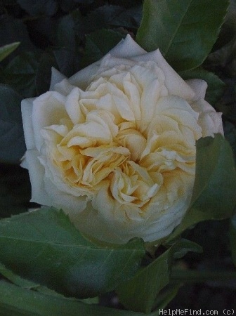 'Happy Child' rose photo
