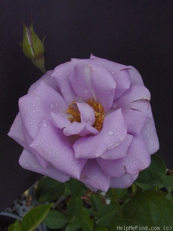 'Blue Skies' rose photo