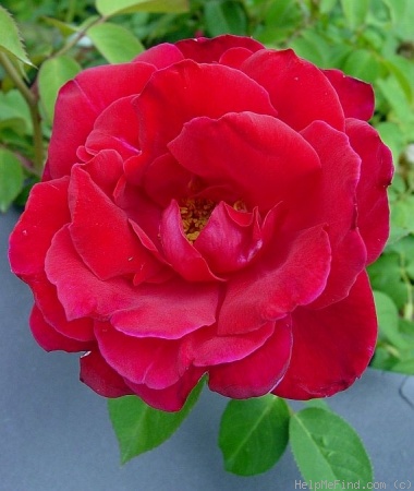 'Griff's Red' rose photo