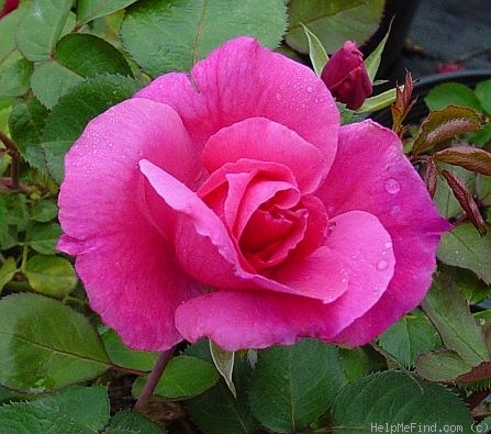 'Prairie Breeze' rose photo