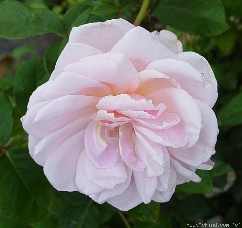 'Quietness' rose photo