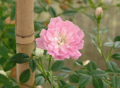 'Yumeotome' rose photo