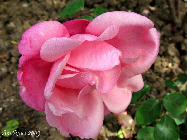 'Comtesse de Caserta' rose photo