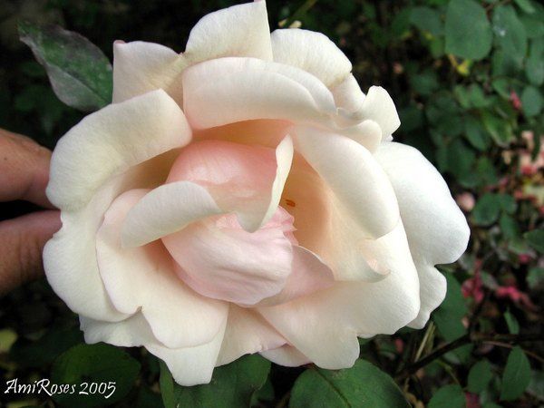 'G. Nabonnand (Tea, Nabonnand 1888)' rose, click to enlarge 'G. Nabonnand (Tea, Nabonnand 1888)' rose photo