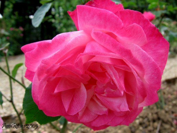 'Bengale d'Automne' rose photo