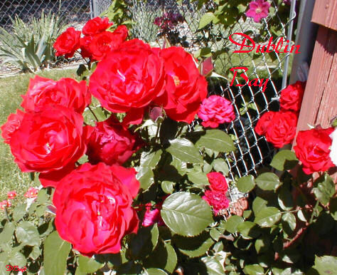 'Dublin Bay' rose, click to enlarge 'Dublin Bay' rose photo