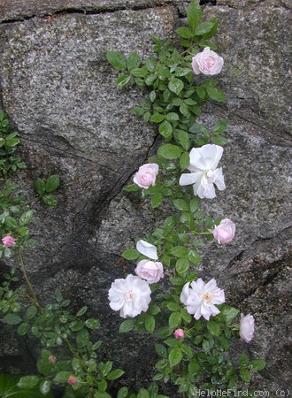 'Hume's Blush Tea-scented China' rose photo