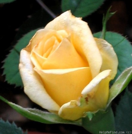 'Double Gold ™' rose photo