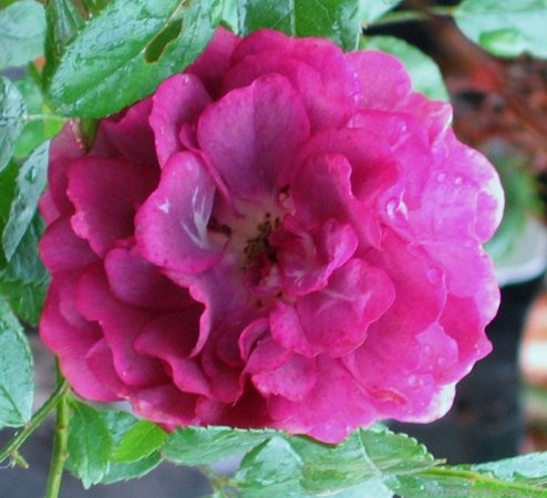'Baby Faraux' rose photo