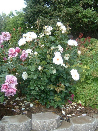 'Margaret Merril (Floribunda, Harkness, 1977)' rose photo