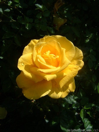 'Sunsprite (Floribunda, Kordes, 1973)' rose photo