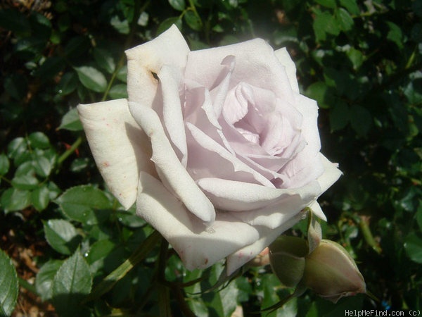 'Winter Magic ™' rose photo