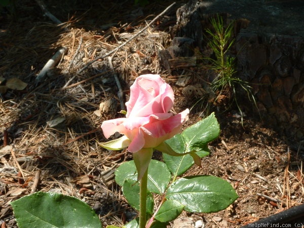 'Mom's Rose' rose photo