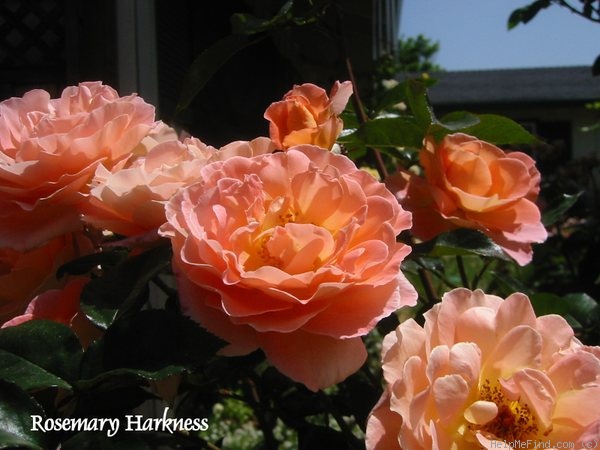 'Rosemary Harkness' rose photo