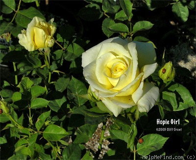 'Hopie Girl' rose photo
