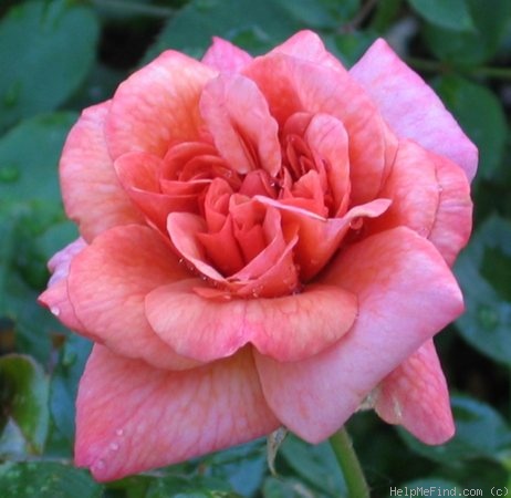 'Amber Gem' rose photo