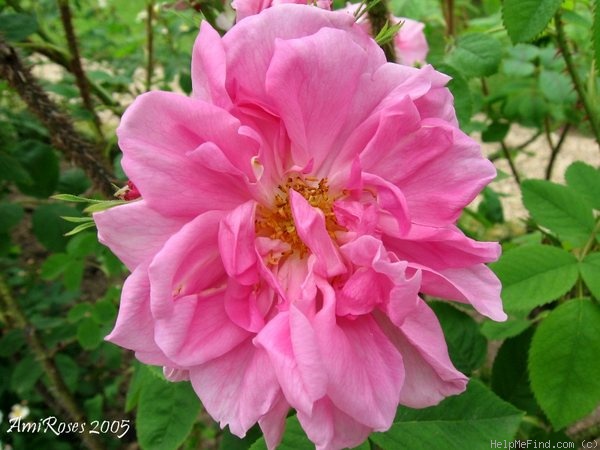 '<i>Rosa</i> x <i>damascena</i> Mill.' rose photo
