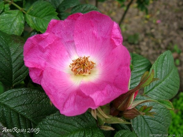 'Potager du Dauphin' rose photo
