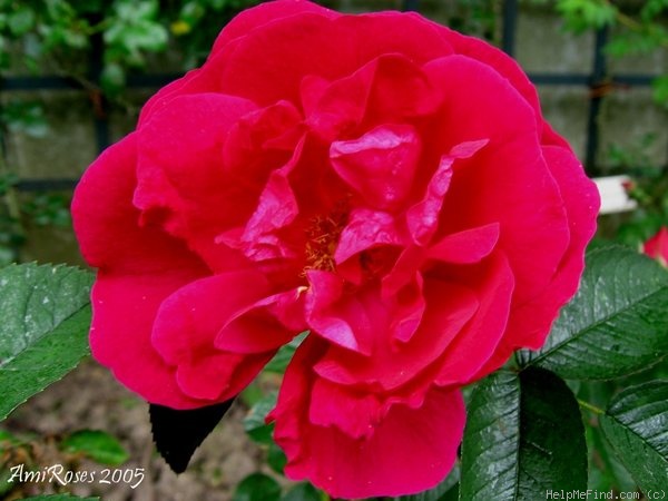 'Mrs. Anthony Waterer' rose photo