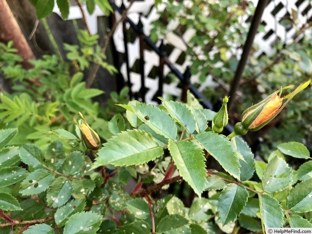 'CGPP' rose photo