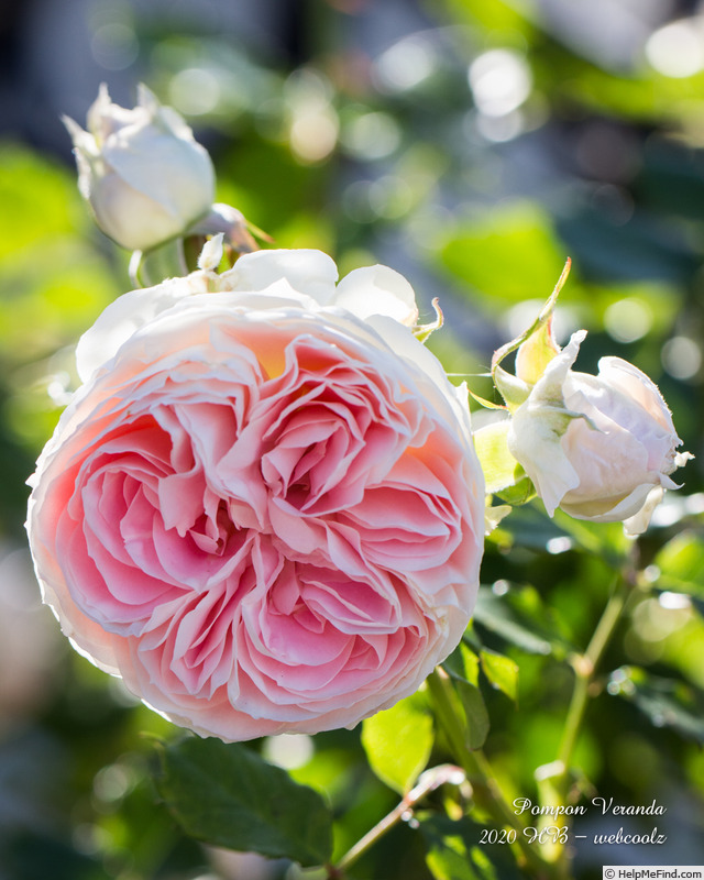 'Pompon Veranda ®' rose photo